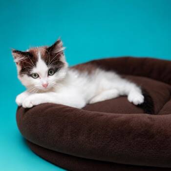 Freddy Purrcury -  Domestic Medium Hair Cat for Adoption in Enid, Oklahoma - Freddy Purrcury | PetCurious