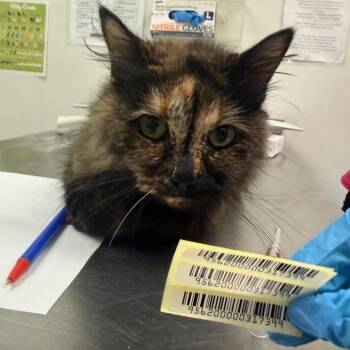Jimmie -  Domestic Medium Hair Cat for Adoption in Charleston, West Virginia - Jimmie | PetCurious