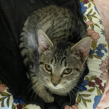 Ducky -  Domestic Short Hair Cat for Adoption in Rifle, Colorado - Ducky | PetCurious
