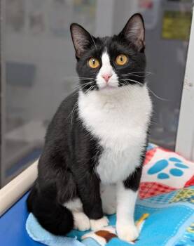 Domestic Short Hair Cats Available for Adoption in Canfield, Ohio - LOTUS | PetCurious