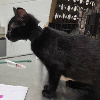 American Shorthair Cats Available for Adoption - Abyss | PetCurious