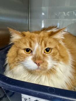 Sherbet -  Domestic Long Hair Cat for Adoption in Midland, Michigan - Sherbet | PetCurious