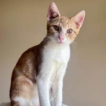 Theo -  Domestic Short Hair Cat for Adoption in Houston, Texas - Theo | PetCurious