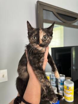 Rescue Domestic Short Hair Cats for Adoption in Fayetteville, Tennessee - Luna CG | PetCurious