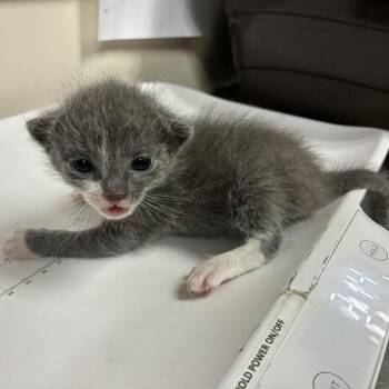 Frank Ocean -  Domestic Short Hair Cat for Adoption in Pasadena, California - Frank Ocean | PetCurious