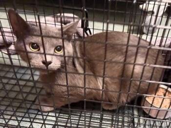 Trident - Working Cat -  Domestic Short Hair Cat for Adoption in Fairfax, Virginia - Trident - Working Cat | PetCurious