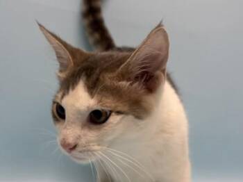 Ned -  Domestic Short Hair Cat for Adoption in Minneapolis, Minnesota - Ned | PetCurious