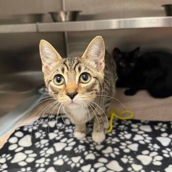 Rescue Domestic Short Hair Cats for Adoption in Spokane, Washington - Breakfast | PetCurious