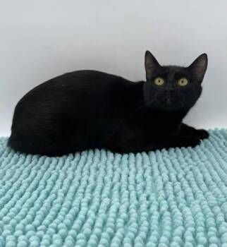Domestic Short Hair Cats Available for Adoption in Bowling Green, Kentucky - Raja | PetCurious
