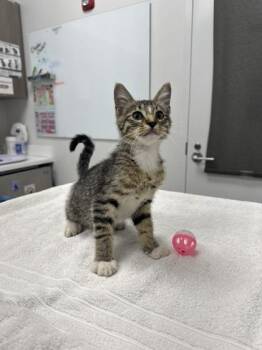 Sour Cream CItizen -  Domestic Short Hair Cat for Adoption in Kansas City, Missouri - Sour Cream CItizen | PetCurious