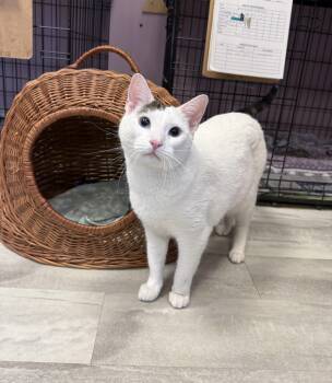 Phoebe -  Domestic Short Hair Cat for Adoption in Freeport, New York - Phoebe | PetCurious