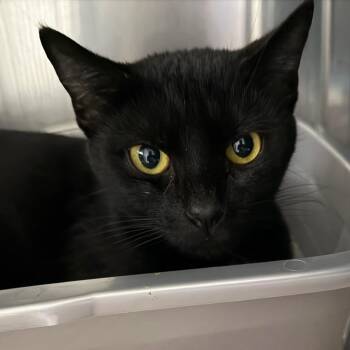 Adeline (Mom) -  Domestic Short Hair Cat for Adoption in Blairsville, Georgia - Adeline (Mom) | PetCurious
