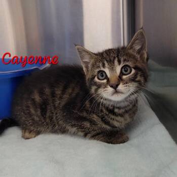 Domestic Short Hair Cats Available for Adoption in Parkersburg, West Virginia - Cayenne | PetCurious