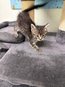 Domestic Short Hair Cats Available for Adoption in Virginia, Minnesota - Seahorse | PetCurious