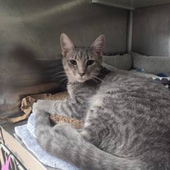 Nimbus -  Domestic Short Hair Cat for Adoption in Kansas City, Missouri - Nimbus | PetCurious