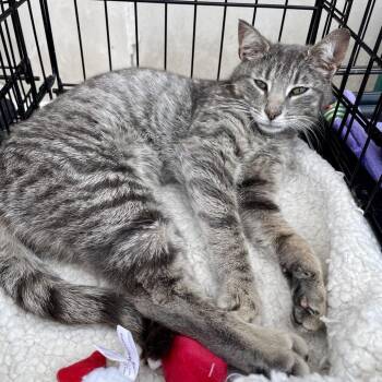 Domestic Short Hair Cats Available for Adoption - Florence | PetCurious