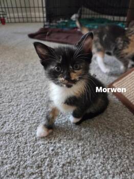 Morwen -  Domestic Short Hair Cat for Adoption in Darien, Georgia - Morwen | PetCurious