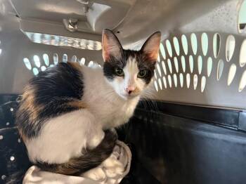 Domestic Short Hair Cats Available for Adoption in Rowlett, Texas - HAZEL | PetCurious