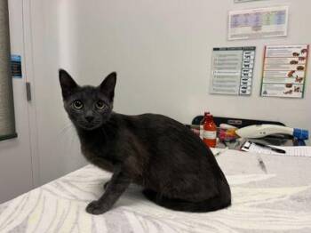 Emerald -  Domestic Short Hair Cat for Adoption in Kansas City, Missouri - Emerald | PetCurious