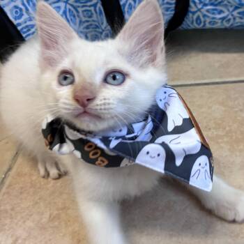 Boo & Autumn -  Domestic Long Hair and Domestic Short Hair Cat for Adoption in Liverpool, Texas - Boo & Autumn | PetCurious