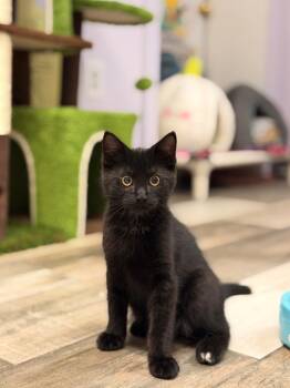 Speck -  Domestic Long Hair Cat for Adoption in Peru, New York - Speck | PetCurious