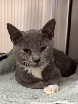 Briar -  Domestic Short Hair Cat for Adoption in Watkinsville, Georgia - Briar | PetCurious