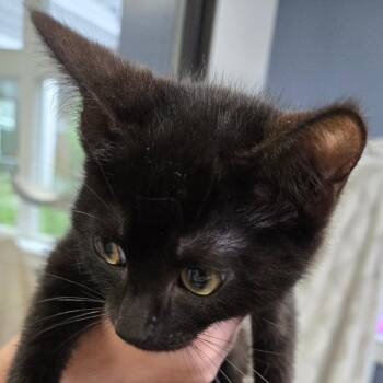 Lolly -  Domestic Short Hair Cat for Adoption in Kennebunk, Maine - Lolly | PetCurious