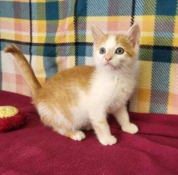 Baker -  Domestic Short Hair Cat for Adoption in Bucyrus, Ohio - Baker | PetCurious