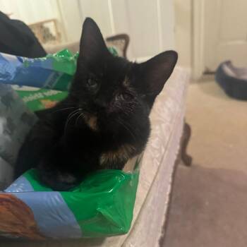 Ink Blot -  Domestic Short Hair Cat for Adoption in Lynchburg, Virginia - Ink Blot | PetCurious