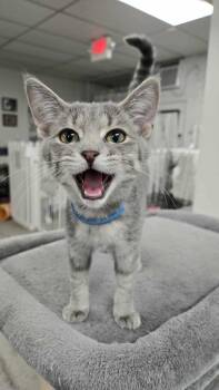 Rescue Domestic Short Hair Cats for Adoption in Thurmont, Maryland - Tiffany | PetCurious