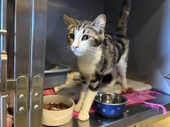 A551781 -  Domestic Short Hair Cat for Adoption in Moreno Valley, California - A551781 | PetCurious