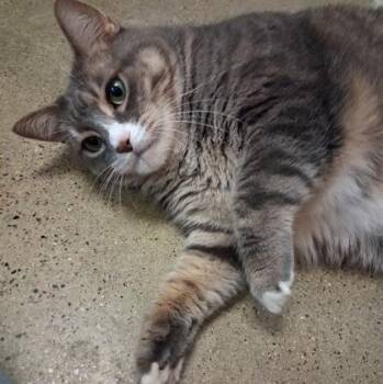 Lil Bit -  Domestic Short Hair Cat for Adoption in Rochester, Minnesota - Lil Bit | PetCurious
