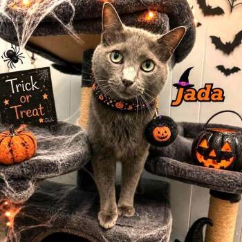 Jada -  Russian Blue Cat for Adoption in South Elgin, Illinois - Jada | PetCurious
