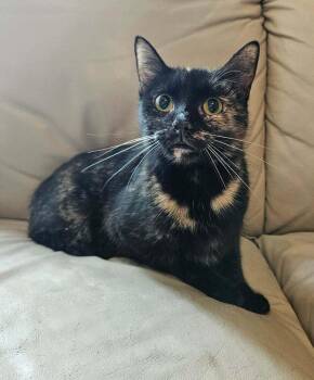 Potato Chip -  Tortoiseshell Cat for Adoption - Potato Chip | PetCurious