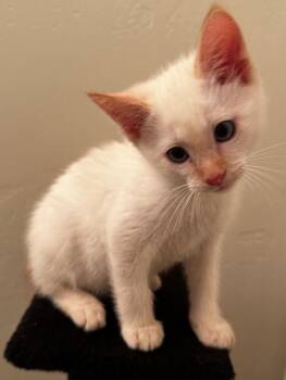 Papa Roach -  Domestic Short Hair Cat for Adoption in Logan, Utah - Papa Roach | PetCurious