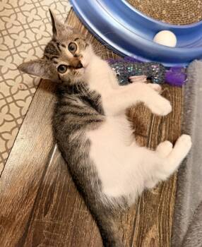 Domestic Short Hair and Tabby Cats Available for Adoption in Orlando, Florida - Marie | PetCurious