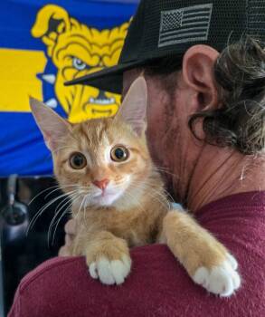 Arya -  Domestic Short Hair and Tabby Cat for Adoption in Pompano Beach, Florida - Arya | PetCurious