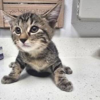 Chai -  Domestic Short Hair Cat for Adoption in Bullhead City, Arizona - Chai | PetCurious