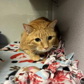 Eddie -  Domestic Short Hair Cat for Adoption in Cedar Rapids, Iowa - Eddie | PetCurious