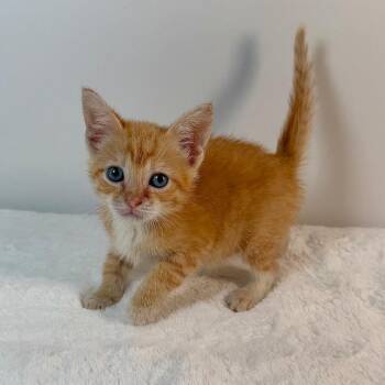 Bilbo Baggins -  Domestic Short Hair Cat for Adoption in Johnson City, Tennessee - Bilbo Baggins | PetCurious