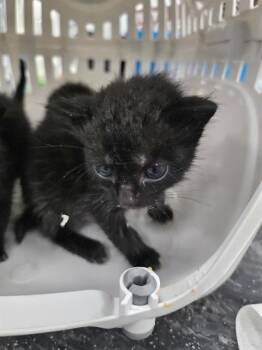 Domestic Short Hair Cats Available for Adoption in Palmetto, Florida - A135045 | PetCurious