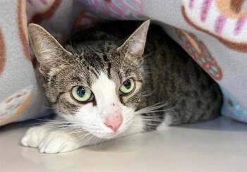 Domestic Medium Hair Cats Available for Adoption in Brentwood, Missouri - SOPHI | PetCurious