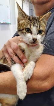 Domestic Short Hair Cats Available for Adoption in Denham Springs, Louisiana - Bacardi | PetCurious