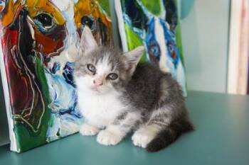 Coca Cola -  Domestic Short Hair Cat for Adoption in San Antonio, Texas - Coca Cola | PetCurious