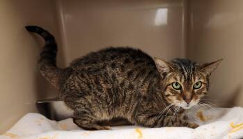 Harry Pawter -  Domestic Short Hair Cat for Adoption in Clayton, New Jersey - Harry Pawter | PetCurious