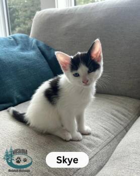Skye -  Domestic Short Hair Cat for Adoption in Huntsville, Ontario - Skye | PetCurious