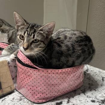 Rescue Domestic Short Hair and Tabby Cats for Adoption in Lawrenceville, Georgia - Maya | PetCurious