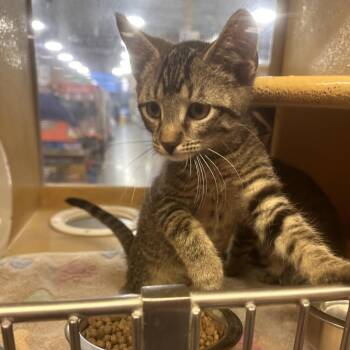 Hot Dog -  Domestic Short Hair Cat for Adoption in Columbia, Missouri - Hot Dog | PetCurious