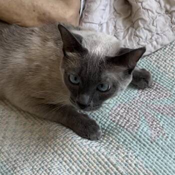 Rescue Siamese Cats for Adoption in Santa Ana, California - Venti | PetCurious