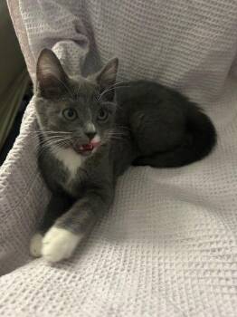 Domestic Short Hair Cats Available for Adoption - Schoney BONDED With Panzer | PetCurious